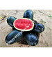 Watermelon F1 Iris Shahenshah 50 grams